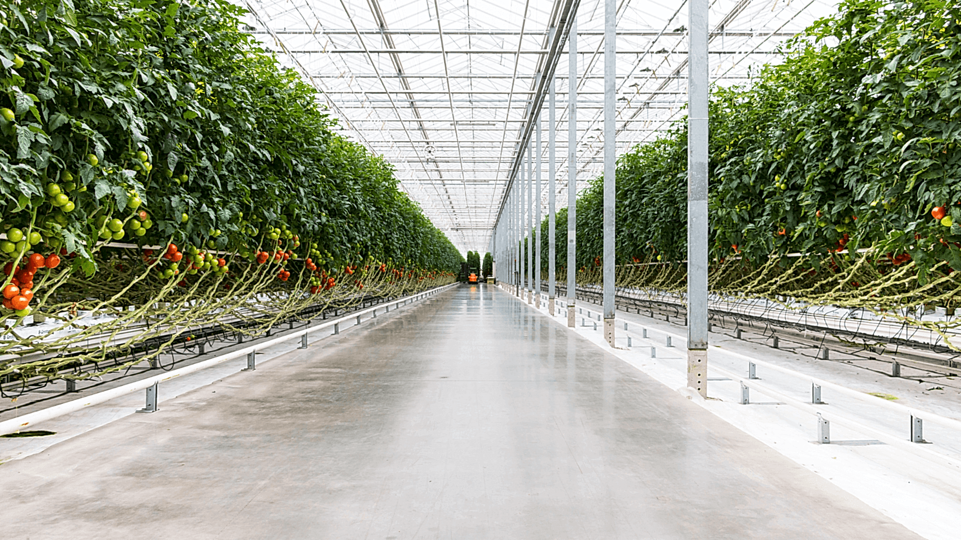 Topraksız Tarım Serası